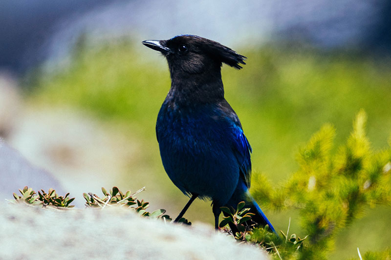An image of a blue and black bird