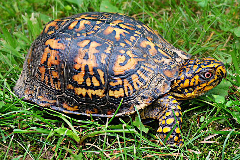 An image of a black and yellow turtle standing in low cut grass
