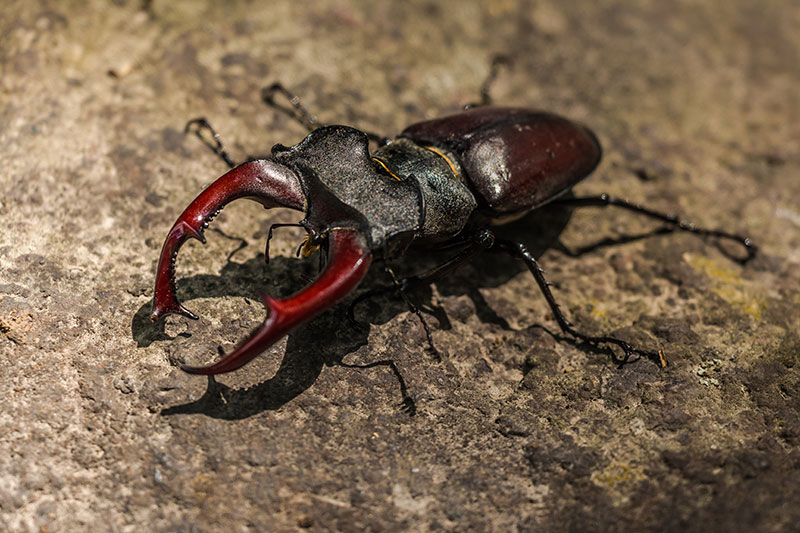 An image of a black and brown beetle